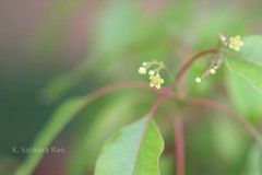 Janakia arayalpathra